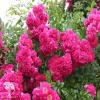 Rosa 'Excelsa' Роза плетистая Эксельза (4-5 лет, С-20, П/Т8/Б/7) фото 2 