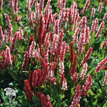 Фото Горец родственный Дарджилинг Ред