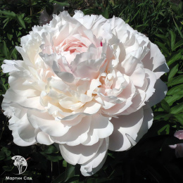 Пион Ник Шейлор