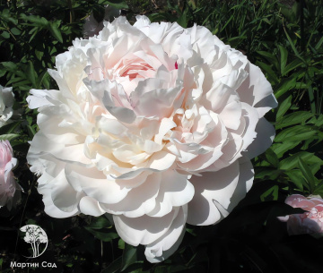 Фото Пион Ник Шейлор