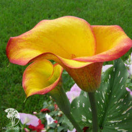  Калла Флэйм