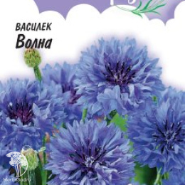Василек Волна, синий, серия Лавандовые грезы