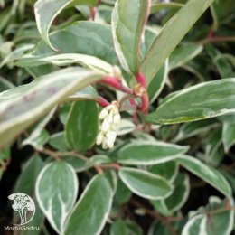 Леукотэ фонтанезиана Уайтвотер