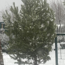 Pinus Сосна обыкновенная европейская комовая