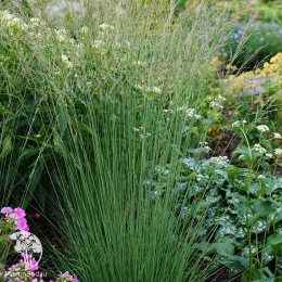 Молиния голубая Аха-Эрлебнис