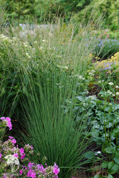 Фото Молиния голубая Аха-Эрлебнис