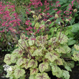 Гейхера Циркус