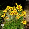 Кореопсис крупноцветковый Сан Кисс фото 1 