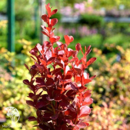 Барбарис тунберга Вулкано