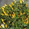 Перец кустарниковый Жёлтый бум сер. Урожай на окне фото 2 