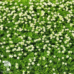 Мшанка шиловидная Даблинер