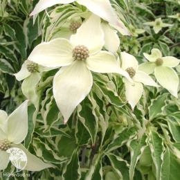 Дёрен коуза Вулф Айс