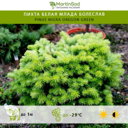  Пихта белая Млада Болеслав