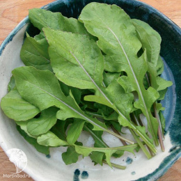 Индау (руккола) Широколистная