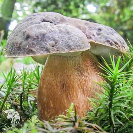 Фото Боровик австралийский гриб на зерновом субстрате, больш. пак.