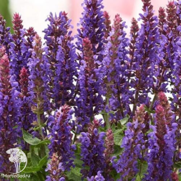 Фото Шалфей дубравный Салватор Блю