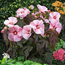 Гибискус Куппер Кинг