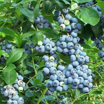 Фото Голубика высокорослая