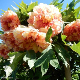 Пион древовидный Кинкаку / Сувенир де Максим Корню / Золотая Россыпь