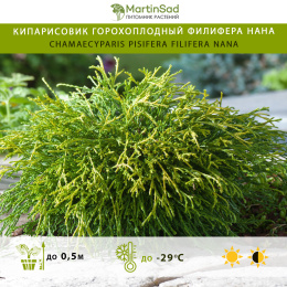 Кипарисовик горохоплодный Филифера Нана