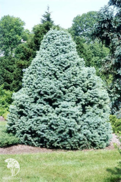 Фото Пихта одноцветная Глаука Компакта