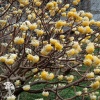 Эджвортия золотистоцветковая Грандифлора фото 3 