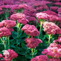 Седум (очиток) Хербстфройде