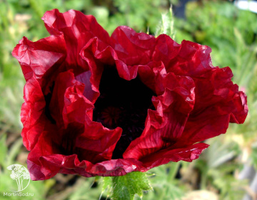 Фото Мак восточный Роял Чоколат Дистинкт