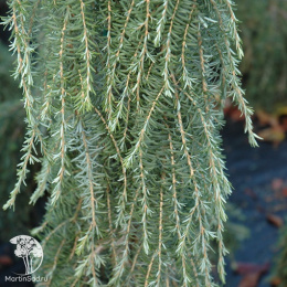  Тсуга западная Торсенс Випинг