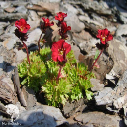 Saxifraga arendsii Harder Zwerg Камнеломка Арендса Хардер Цверг