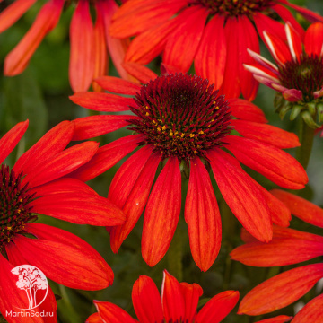 Фото Эхинацея пурпурная Ред Перл