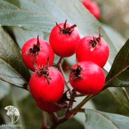 Боярышник Лавалье Карриери