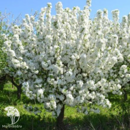 Яблоня Семеренко