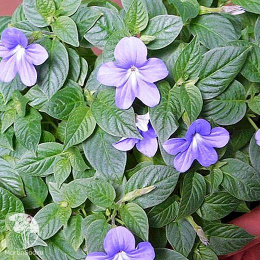 Броваллия Дымчатый сапфир