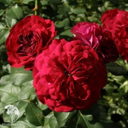 Роза флорибунда Мона Лиза