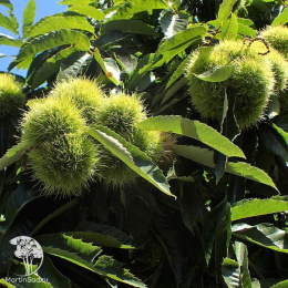 Каштан посевной (съедобный) Аспленифолия
