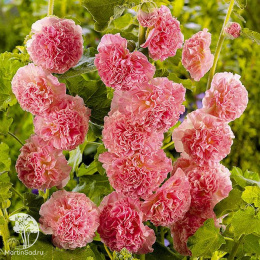 Шток-роза Розина (лососево-розовая)