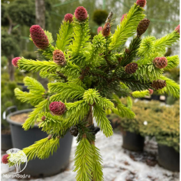 Ель обыкновенная Акрокона Пуш на штамбе