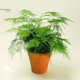 Аспарагус перистый