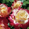 Роза чайно-гибридная Дабл Делайт фото 1 