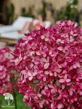 Фото Гортензия древовидная Кандибель Сорбет