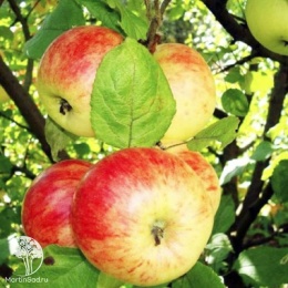 Яблоня Штрифель