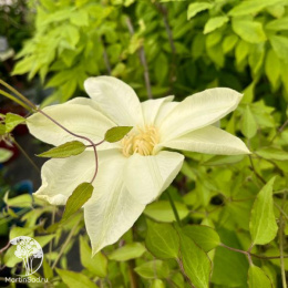 Клематис Мунлайт (Еллоу Квин)