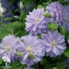 Клематис крупноцветковый Блю Даймонд фото 3 