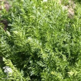 Тмин Аппетитный