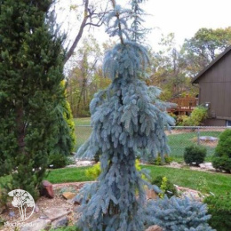 Ель колючая Зе Блюз