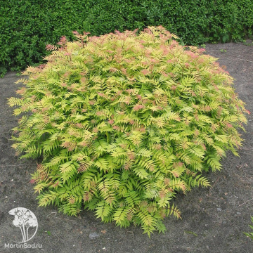 Фото Рябинник рябинолистный Матча Болл