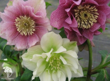 Фото Морозник восточный Дабл Микс