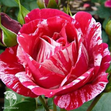 Фото Роза чайно-гибридная Анри Матисс