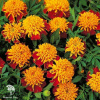 Бархатцы откл. Тигровые глаза (Тагетес)  фото 2 